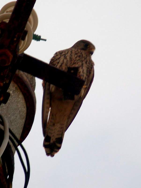 Gheppio falco tinnunculus